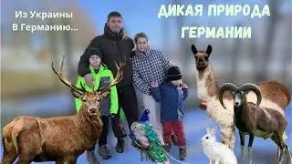 Семейный День В Сказочном Wildpark В Германии. Животные, природа, отдых. Переехали жить в Германию.