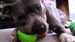 Pit Bull with a squeaky toy