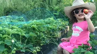 Strawberry Picking / Growing Strawberry in a pot / Shaylee's World