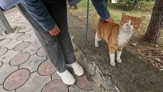 Clementine the cat became happy and started purring when I petted it