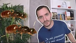 J'aime les fourmis , voici un suivis