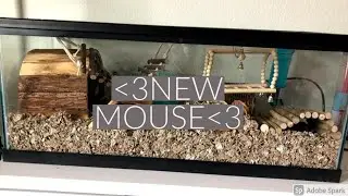 I GOT A MOUSE! /CAGE SETUP
