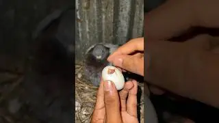 Pigeon eggs hatching  #kabootar #pigeon #kalapatai #baby  #pigeon  #hatching