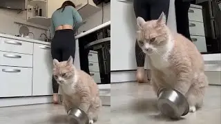 Кошки просто делают то, что у них получается лучше всего 🤣 Смешные видео с кошками 2025 🐱 Часть 41
