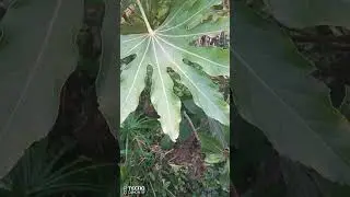 #fatsiajaponica #Aralya #araliaceae