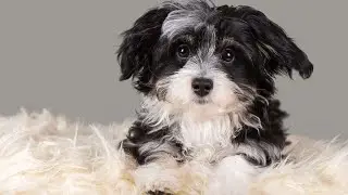 Havanese Health: Managing Allergies and Sensitivities