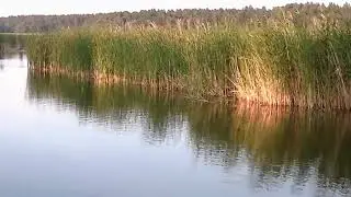 У. Цолга 