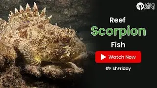 Reef Scorpion Fish
