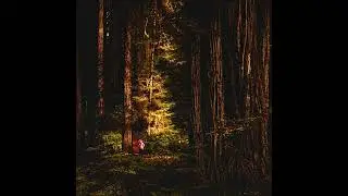 Dark Green Religion: Nature Spirituality and The Planetary Future