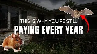 How to Protect Your Home From Costly Pest Damage