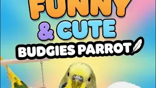 “🌈🐦 Hilarious & Cute Budgies Parrots Clips – Must Watch! 🎉”#birds #budgies #cutebirds
