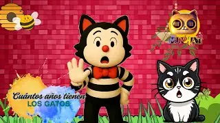 🐱🎭 Felikat el Mimo ense&ntilde;a la edad de los gatos en a&ntilde;os humanos