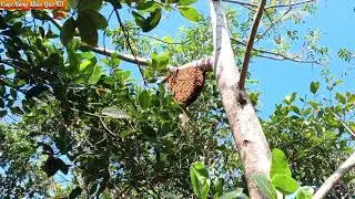 bắt hai tổ ong nhưng được một tổ mật rất êm..