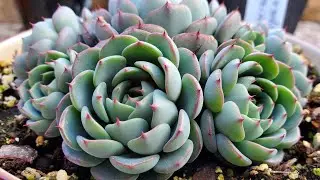 Echeveria minima | CUIDADOS B&Aacute;SICOS | C&oacute;mo cuidar la ECHEVERIA MINIMA/ te la recomiendo 🪴😉👌