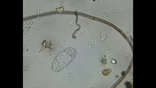 Compost tea brewing and microbial evaluation  / comparison at intervals