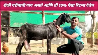 काठेवाडी शेळीपालन ! Kathewadi Shelipalan