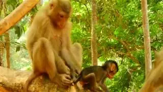 Rose Try To Kidnapped Ada Baby Monkey From Angel Again, Why Rose Always Kidnapped Ada From Angel