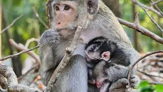 Heartwarming Pepper comforting feeding milk to adorable lovely new born baby monkey Paris great time