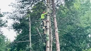 Removing Pine Tree that grow right on the Property line 