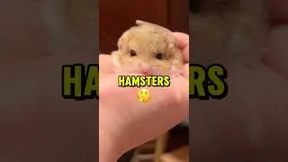 This Is The Weirdest Mouse You Will Ever See! #animals #pets #shorts