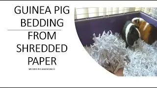 GUINEA PIG BEDDING FROM SHREDDED PAPER
