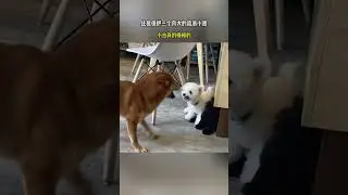 Funny Dog Reaction #AnimalVideos #CutePets #DogVsChicken #FunnyAnimalReaction