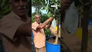 വിലക്കുറവിൽ വലിയ മാവുകൾ എത്തിയിട്ടുണ്ട്.. #fruitplant 