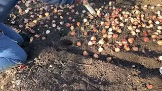 Tulip planting at Ted Ensley garden