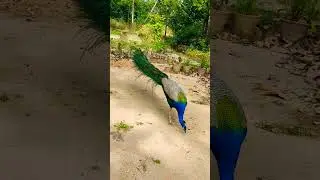 मोर को मैंने खाना खिलाया | Peacock Feeding Video #feeding #viral #shortvideo