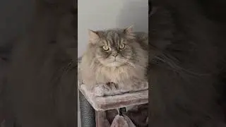 Katzen Leben in nur 60 Sekunden!😺😅