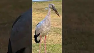Asian Openbill Sounds (Strolling Through a Sunny Park)