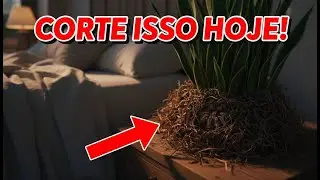 7 Coisas nas Plantas do Quarto que Atraem Aranhas e Escorpiões (Corte HOJE)
