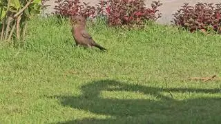 Brown Rock Chat