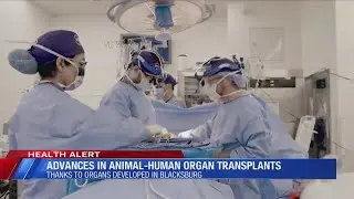 Advances in animal-human organ transplant