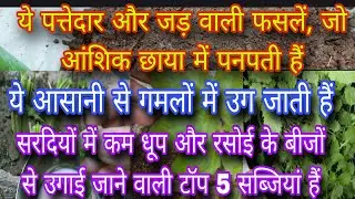 सर्दियों में कम धूप और रसोई के बीजों से उगाई जाने वाली पाँच बेहतरीन सब्ज़ियाँ