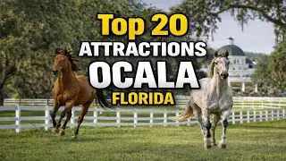 The Top 20 Attractions in Ocala, Florida