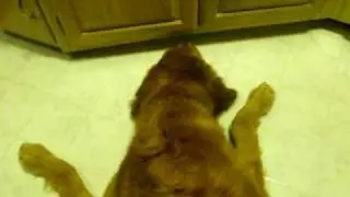 Insane Dog!