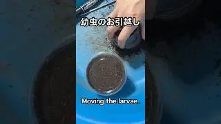 幼虫のお引っ越しMoving the larvae