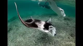 Photographing Reef Mantas