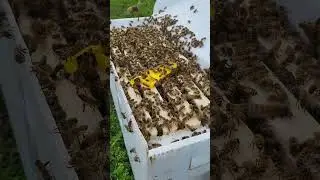 Tennessee swarm capture five frame nuc box. #beeswarm #bee #pollinators #honeybee #backyardbees