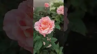 Микота (Mikota) японская роза Кэйдзи Куниэда, 2016&nbsp;