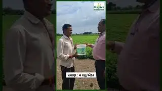 મેક્સીવા ક્રોપ કેરનું બાયો ઝીંક | મેક્સીવા ઝીંક | Maxiva Crop Care |
