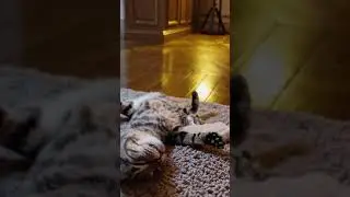 K-AI Part 2: Kai&rsquo;s Ultimate Belly Rub Bliss! 🐾