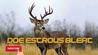 Deer Hunting Call - Doe Estrous Bleat - Free Download