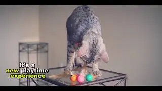 Bouncy Tails - the BOUNCIEST of cat toys