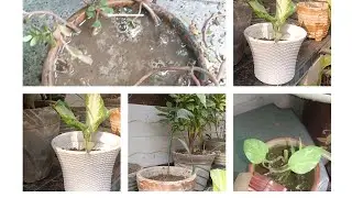 Daily kaam aane wala tips || plants rahege hare bhare | daily routine essay tips | dhaniya ugaye