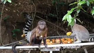 nature and funny videos |cute animal |@ 