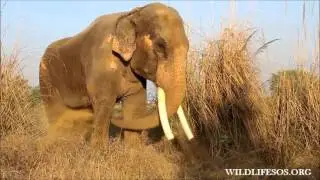 Suraj, Our One-Eared Elephant Enjoys His Dust Bath