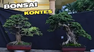 Cek Harga Dan Belajar Bonsai
