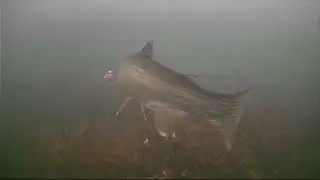 Underwater Rainbow Trout AKtion